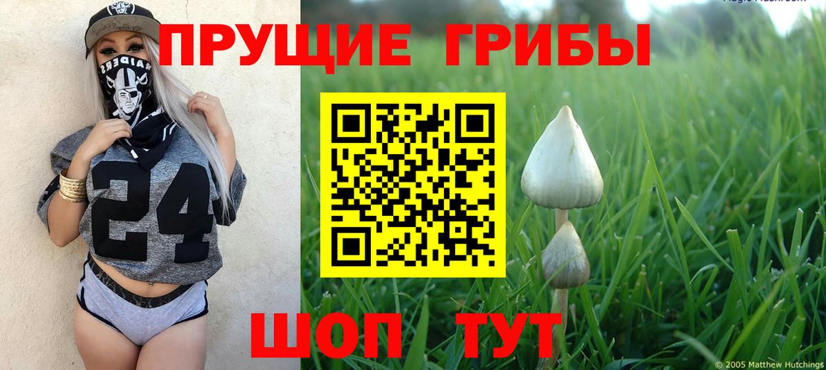 Георгиевск  Псилоцибиновые грибы Psilocybe  Вход с VPN  Галлюциногенные грибы прущие грибы 
